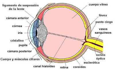 esquema del ojo humano